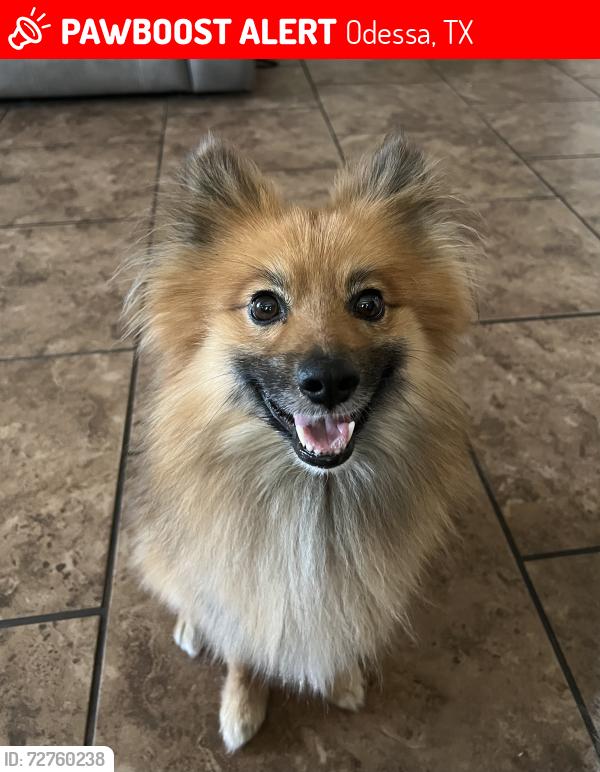 Lost Male Dog last seen Maple, Odessa, TX 79762
