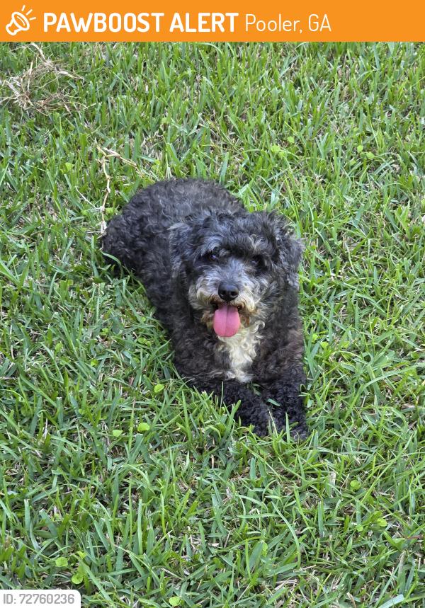 Found/Stray Male Dog last seen S-Rogers-St-Pooler-GA-31322 , Pooler, GA 31322