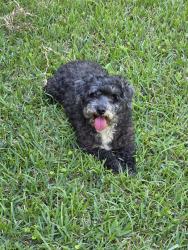 Found/Stray Male Dog last seen S-Rogers-St-Pooler-GA-31322 , Pooler, GA 31322