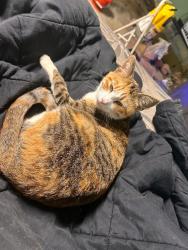 Lost Female Cat last seen Hwy 36, Covington, GA 30014