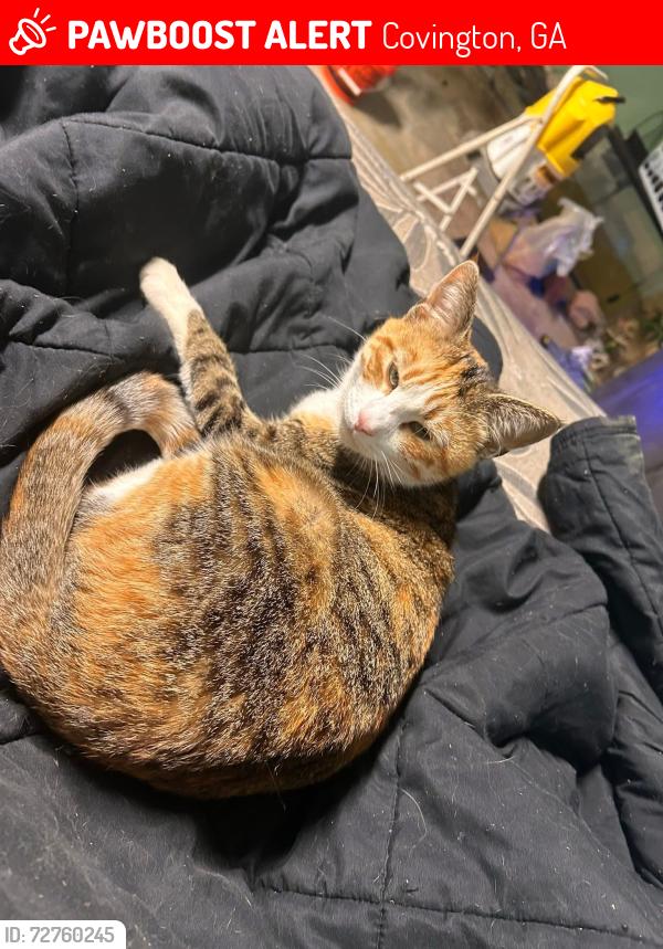 Lost Female Cat last seen Hwy 36, Covington, GA 30014