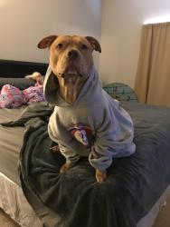 Lost Male Dog last seen Elm drive and us 40, Plainfield, IN 46168