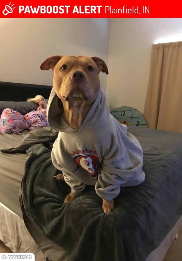 Lost Male Dog last seen Elm drive and us 40, Plainfield, IN 46168