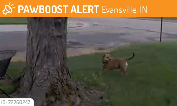 Found/Stray Unknown Dog last seen Near Swonder, Evansville, IN 47711