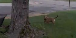 Found/Stray Unknown Dog last seen Near Swonder, Evansville, IN 47711
