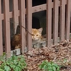 Found/Stray Unknown Cat last seen Dunklin, Crystal River, FL 34428