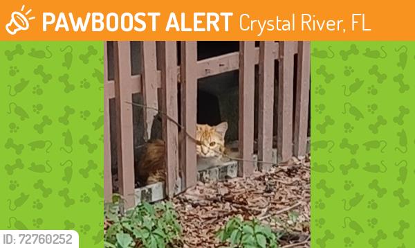 Found/Stray Unknown Cat last seen Dunklin, Crystal River, FL 34428