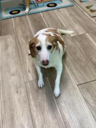 Lost Female Dog last seen Middle River and ian , Danbury, CT 06811