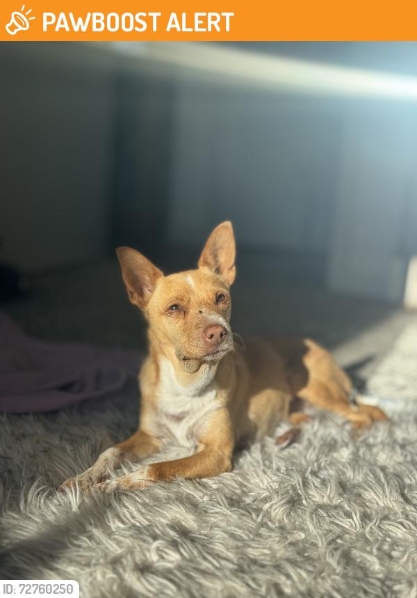 Found/Stray Female Dog last seen On Nellis Air Force Base, Nellis Air Force Base, NV 89115