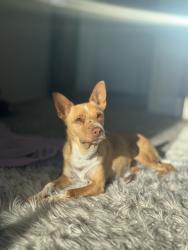 Found/Stray Female Dog last seen On Nellis Air Force Base, Nellis Air Force Base, NV 89115