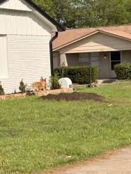 Found/Stray Unknown Dog last seen Near  & 129st, Tulsa, OK 74134