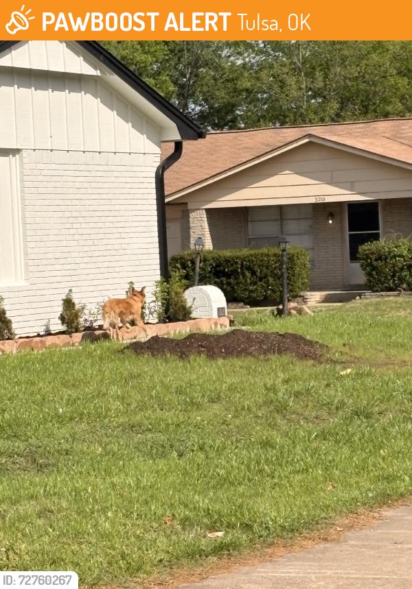 Found/Stray Unknown Dog last seen Near  & 129st, Tulsa, OK 74134