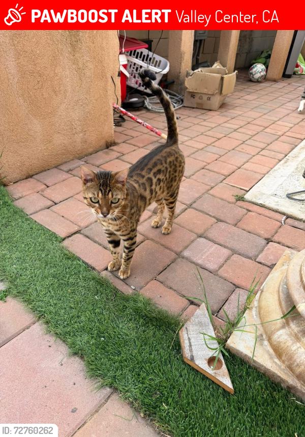 Lost Male Cat last seen Rebecca ln , Valley Center, CA 92082