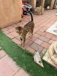 Lost Male Cat last seen Rebecca ln , Valley Center, CA 92082