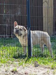 Found/Stray Male Dog last seen 19th st sw, Lehigh Acres, FL 33976