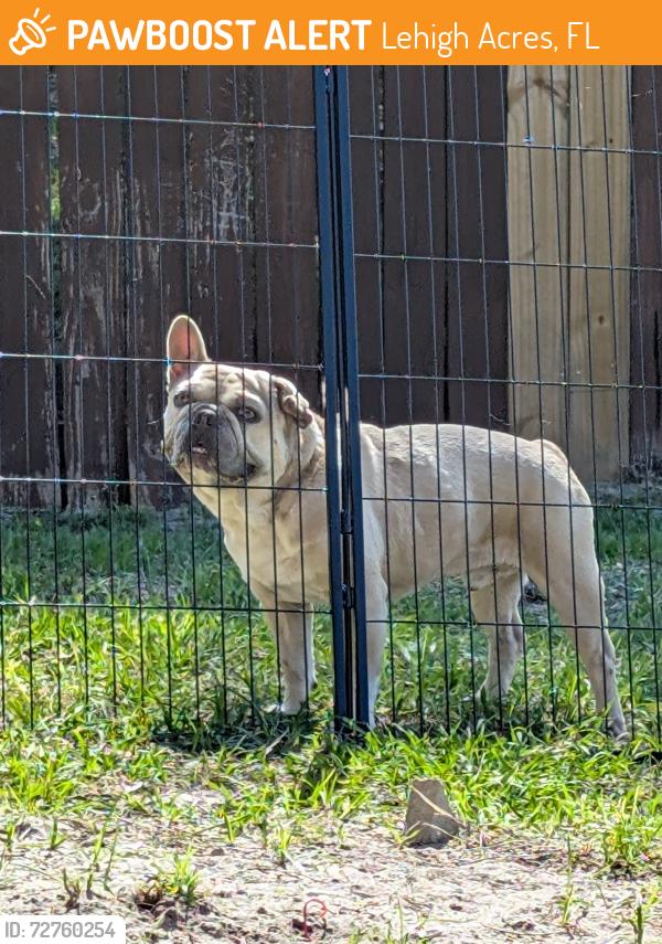 Found/Stray Male Dog last seen 19th st sw, Lehigh Acres, FL 33976