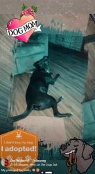 Lost Male Dog last seen in springs 33612 Tampa Fl, Tampa, FL 33612
