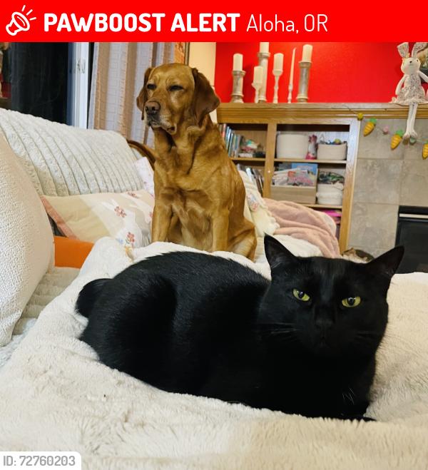 Lost Female Cat last seen Fountain grove terrace/skiver , Aloha, OR 97007