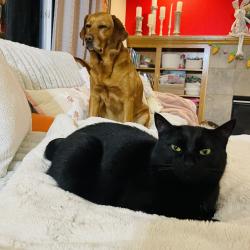 Lost Female Cat last seen Fountain grove terrace/skiver , Aloha, OR 97007