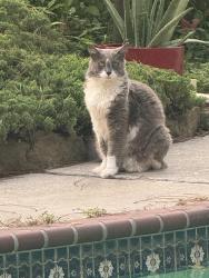 Lost Female Cat last seen Apple Valley Lane and Partage Lane, Houston, TX 77069