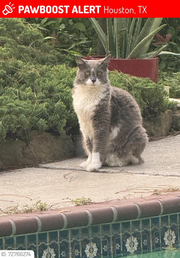 Lost Female Cat last seen Apple Valley Lane and Partage Lane, Houston, TX 77069
