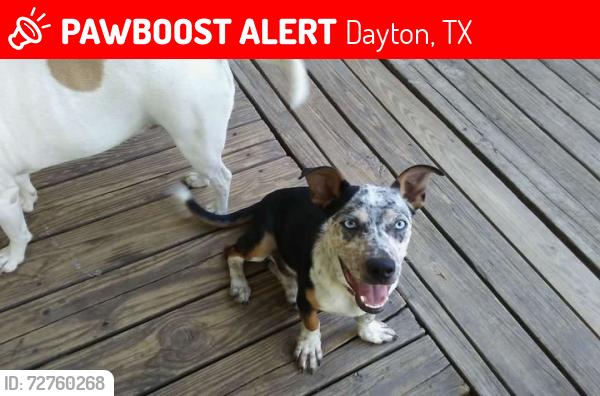 Lost Male Dog last seen Cr 2330, Dayton, TX 77535