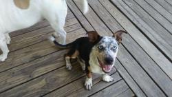 Lost Male Dog last seen Cr 2330, Dayton, TX 77535