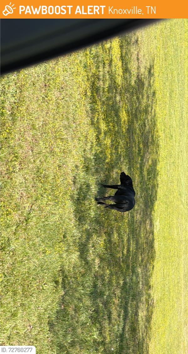 Found/Stray Unknown Dog last seen Shipwatch and topside , Knoxville, TN 37920
