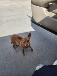Found/Stray Female Dog last seen Westheimer and Eldrigde, Houston, TX 77082