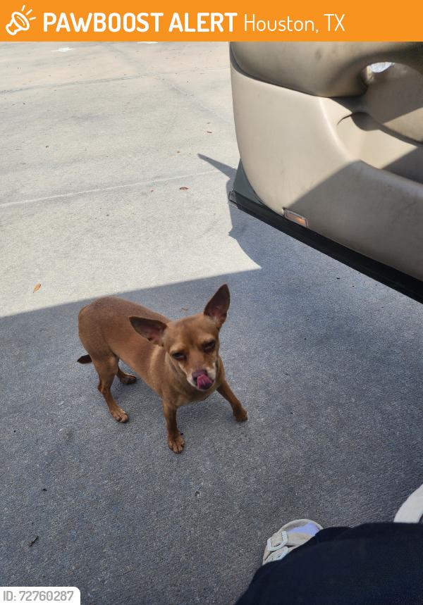 Found/Stray Female Dog last seen Westheimer and Eldrigde, Houston, TX 77082