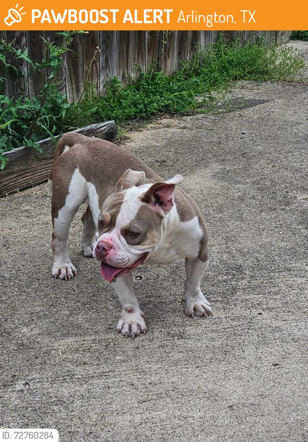 Found/Stray Female Dog last seen Falconcrest Ct, Arlington, TX 76017
