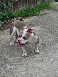 Found/Stray Female Dog last seen Falconcrest Ct, Arlington, TX 76017