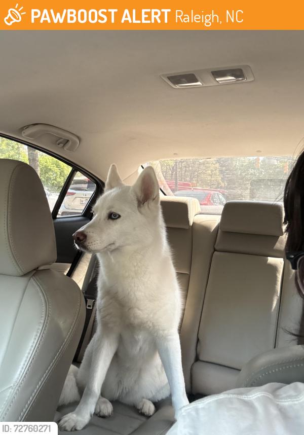 Found/Stray Female Dog last seen Chapel Hill Tire at Crabtree Valley Mall, Raleigh, NC 27612