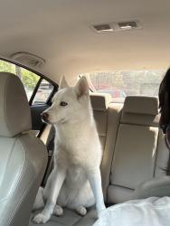Found/Stray Female Dog last seen Chapel Hill Tire at Crabtree Valley Mall, Raleigh, NC 27612