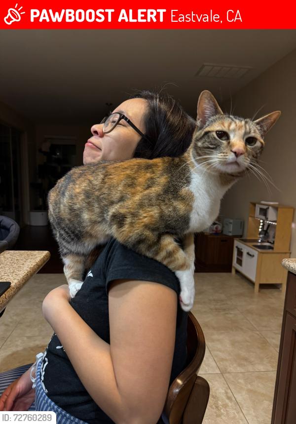 Lost Female Cat last seen Archilbald Blvd and Schliemann , Eastvale, CA 92880