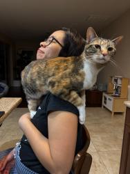 Lost Female Cat last seen Archilbald Blvd and Schliemann , Eastvale, CA 92880