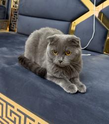 Lost Female Cat last seen Near rathburn road east Mississauga ON L4Z1H5, Mississauga, ON L4Z 1V6