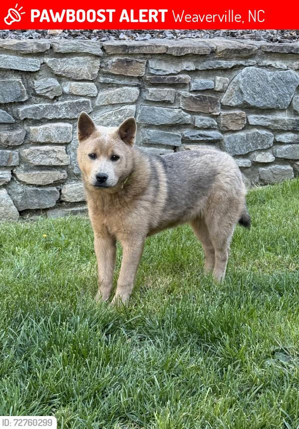 Lost Female Dog last seen Hamburg Mountain, Weaverville, NC 28787