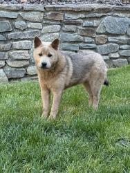 Lost Female Dog last seen Hamburg Mountain, Weaverville, NC 28787
