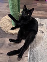 Lost Male Cat last seen Locan, Ashlan, Shields , Fresno, CA 93737