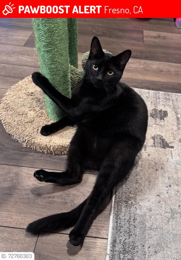 Lost Male Cat last seen Locan, Ashlan, Shields , Fresno, CA 93737