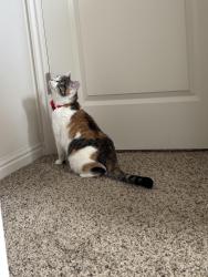 Lost Female Cat last seen Whiston and Andover street. , West Haven, UT 84401