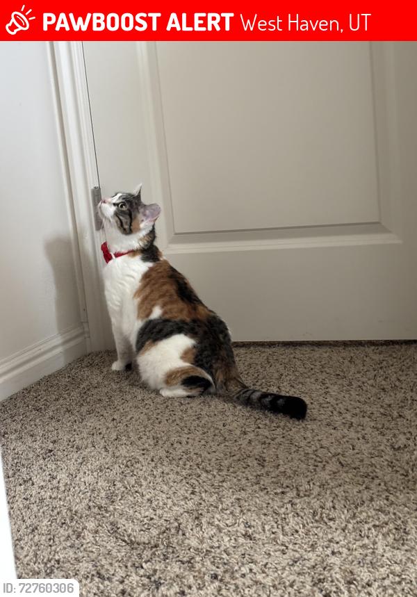 Lost Female Cat last seen Whiston and Andover street. , West Haven, UT 84401