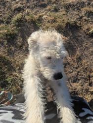 Found/Stray Unknown Dog last seen 3rd ave. Near main st., Hesperia, CA 92340