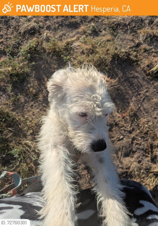 Found/Stray Unknown Dog last seen 3rd ave. Near main st., Hesperia, CA 92340
