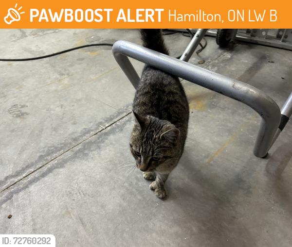 Found/Stray Female Cat last seen StoneChurch road east and Quinn, Hamilton, ON L8W 1B2