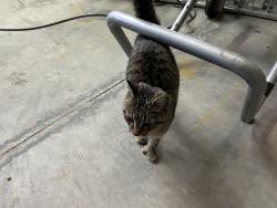 Found/Stray Female Cat last seen StoneChurch road east and Quinn, Hamilton, ON L8W 1B2