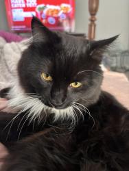 Lost Male Cat last seen M59, Howell, MI 48855