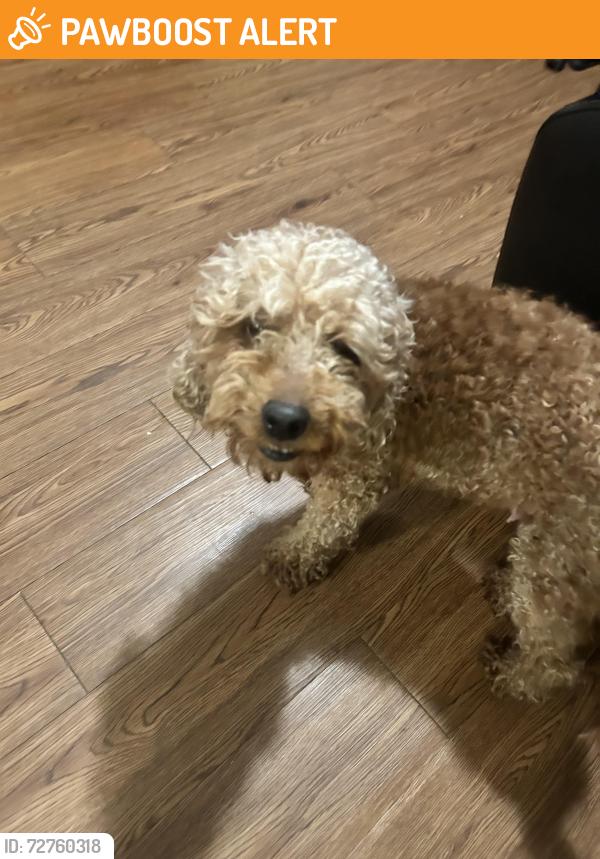 Found/Stray Female Dog last seen Kentland community center , Greater Landover, MD 20785