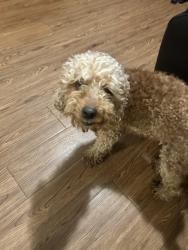 Found/Stray Female Dog last seen Kentland community center , Greater Landover, MD 20785